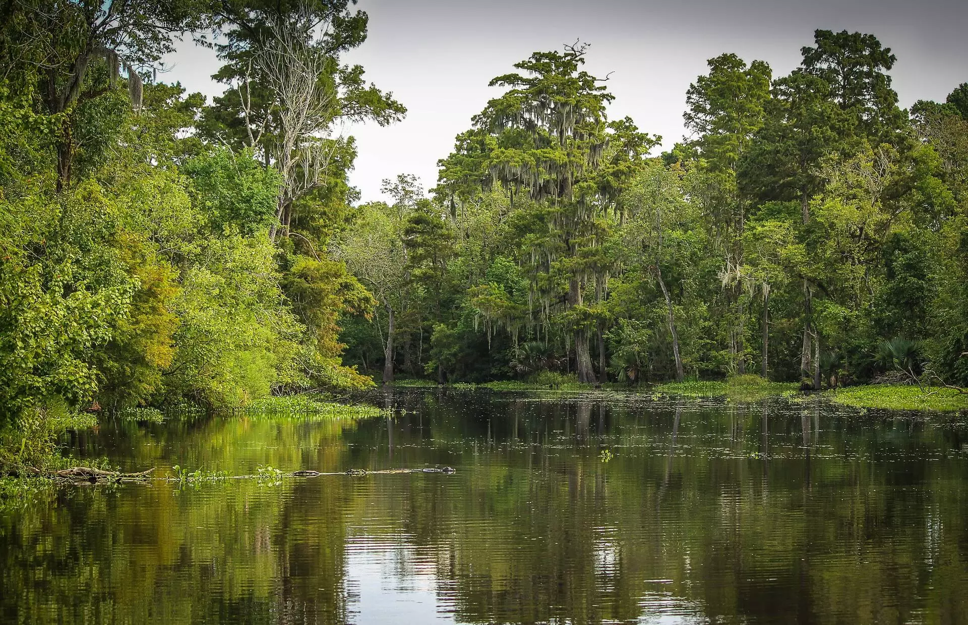 bayou-439881_1920.jpg